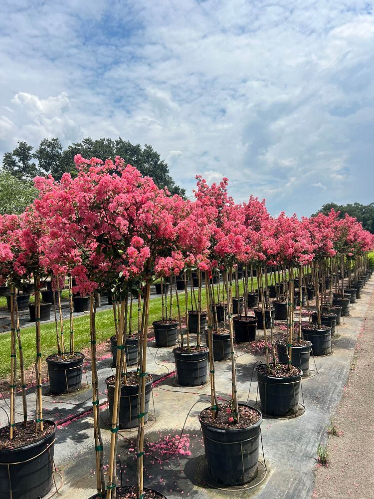 lagerstroemia-indica-tuscarora-crape-myrtle