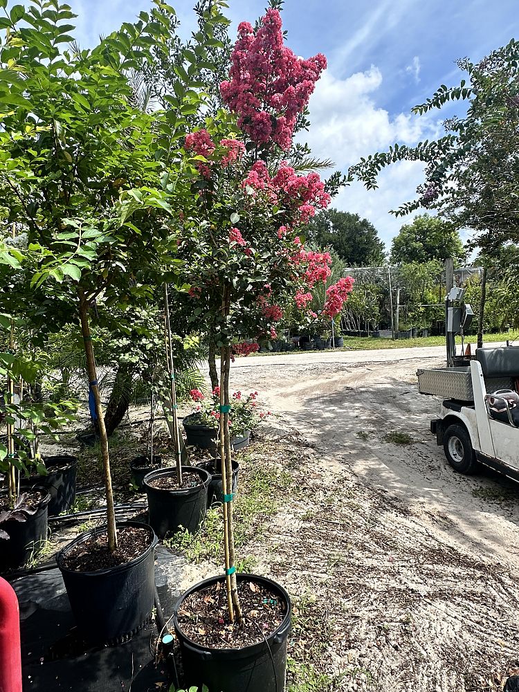 lagerstroemia-indica-tuscarora-crape-myrtle