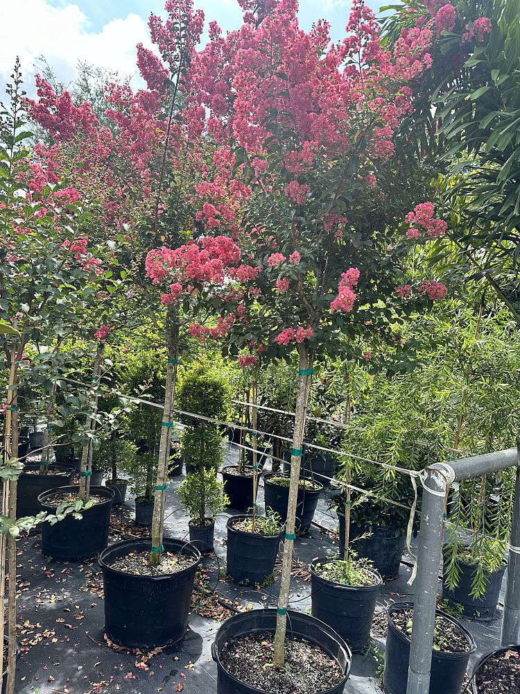 lagerstroemia-indica-tuscarora-crape-myrtle