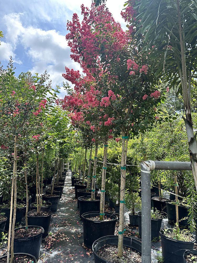 lagerstroemia-indica-tuscarora-crape-myrtle