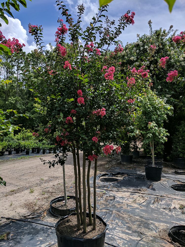 lagerstroemia-indica-tuscarora-crape-myrtle