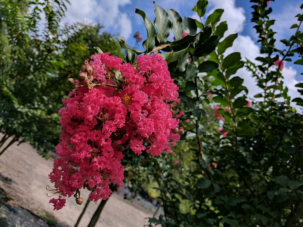 lagerstroemia-indica-tuscarora-crape-myrtle