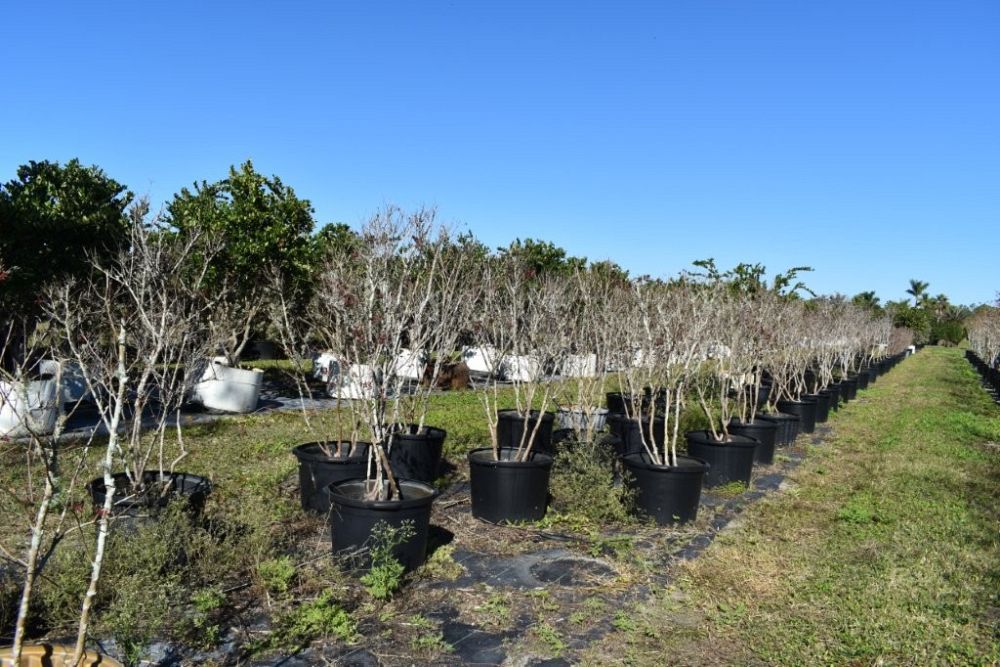 lagerstroemia-indica-whit-ii-crape-myrtle-dynamite