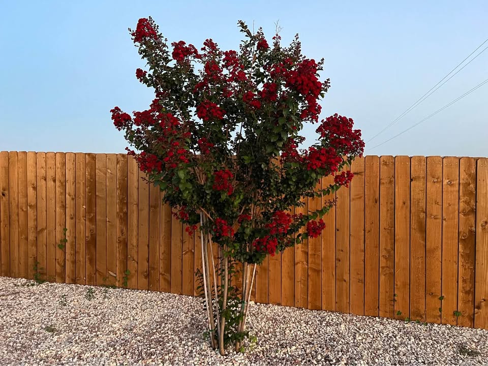 lagerstroemia-indica-whit-ii-crape-myrtle-dynamite