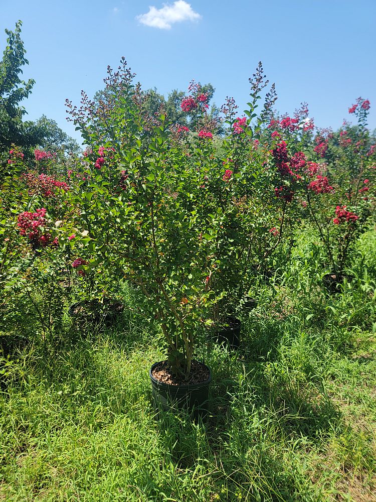 lagerstroemia-indica-whit-ii-crape-myrtle-dynamite