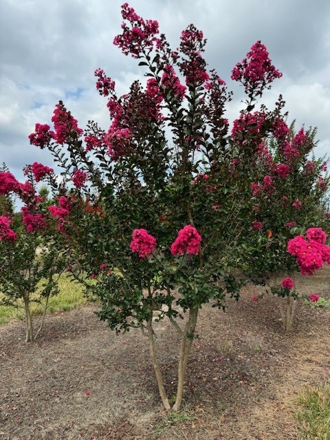 lagerstroemia-indica-whit-iii-crape-myrtle-pink-velour