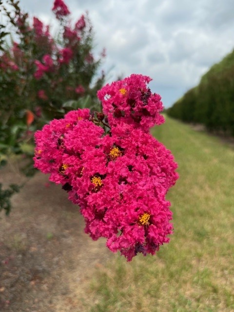 lagerstroemia-indica-whit-iii-crape-myrtle-pink-velour