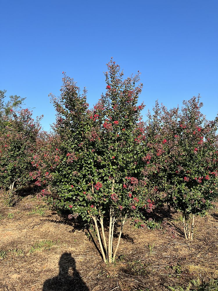 lagerstroemia-indica-whit-iv-crape-myrtle-red-rocket