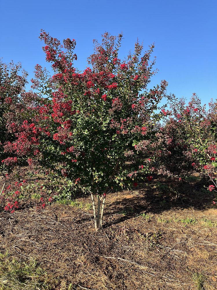 lagerstroemia-indica-whit-iv-crape-myrtle-red-rocket