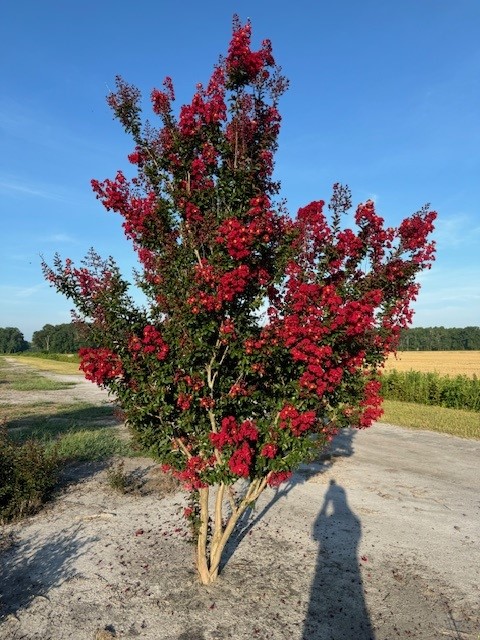 lagerstroemia-indica-whit-iv-crape-myrtle-red-rocket