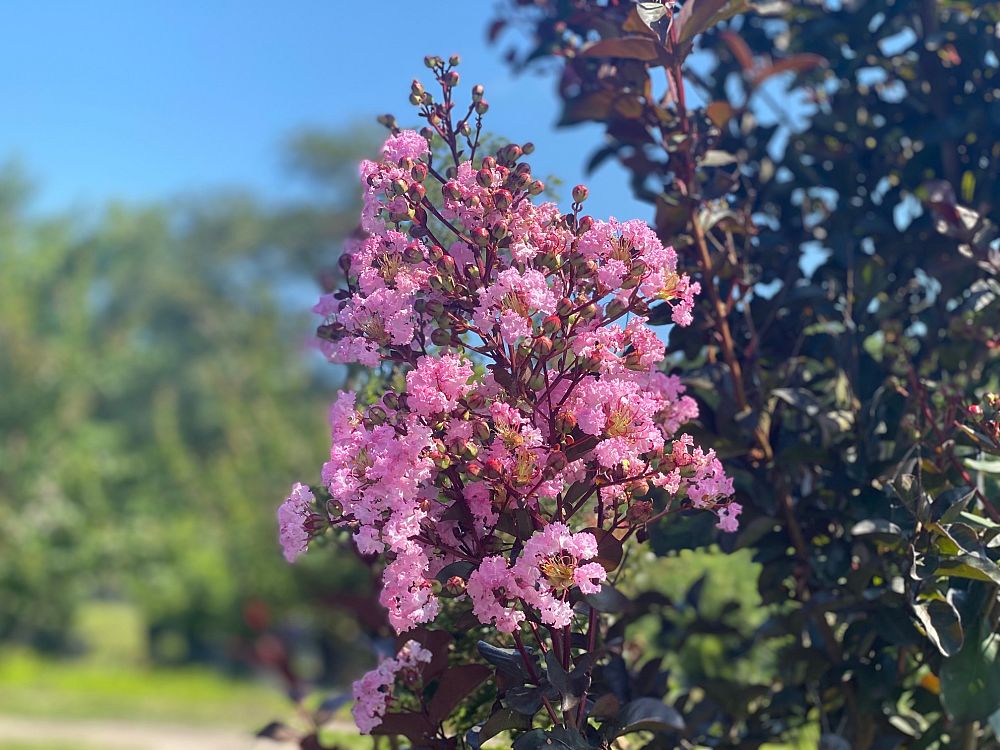 lagerstroemia-indica-whit-viii-crape-myrtle-rhapsody-in-pink