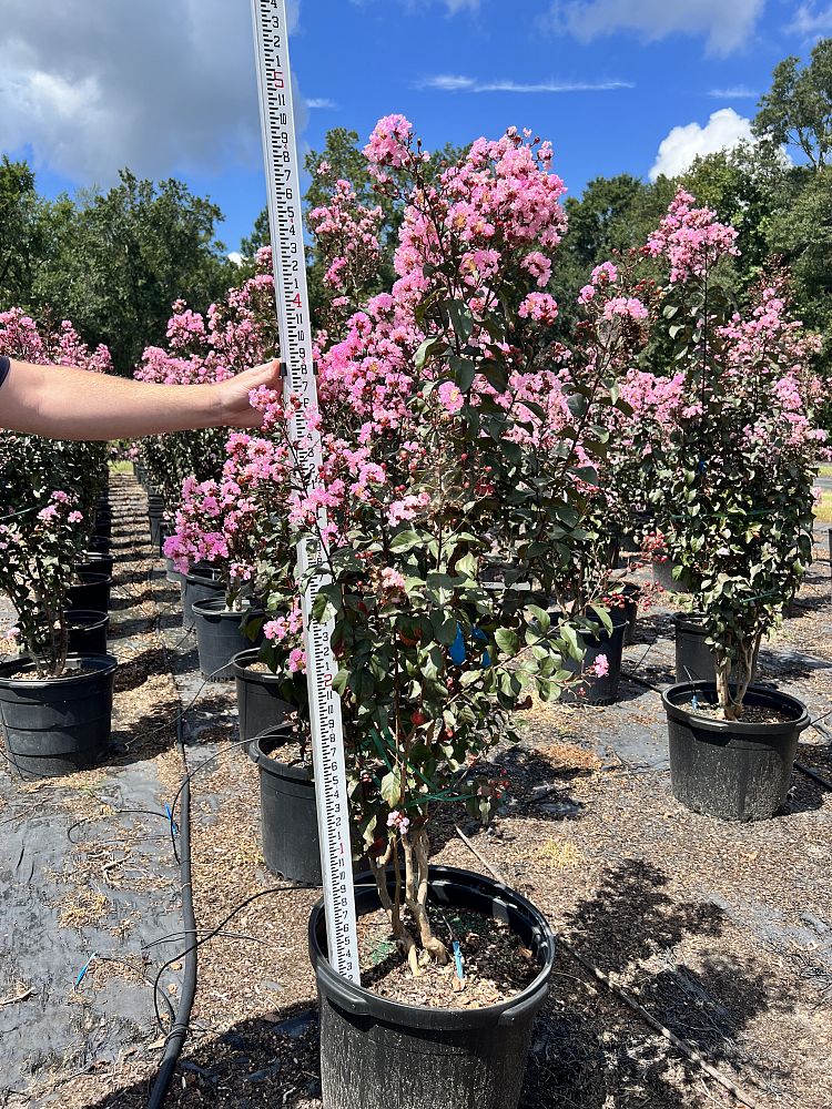 lagerstroemia-indica-whit-viii-crape-myrtle-rhapsody-in-pink