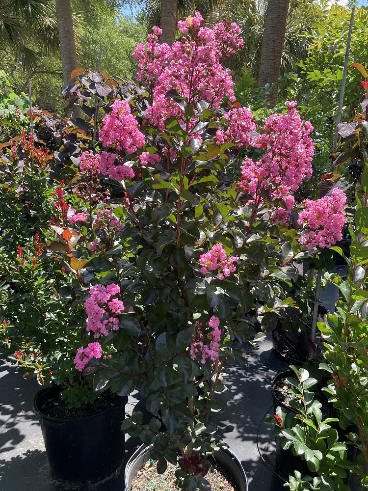 lagerstroemia-indica-whit-viii-crape-myrtle-rhapsody-in-pink