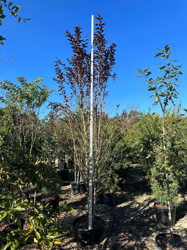 lagerstroemia-jm4-crapemyrtle-thunderstruck-white-lightning