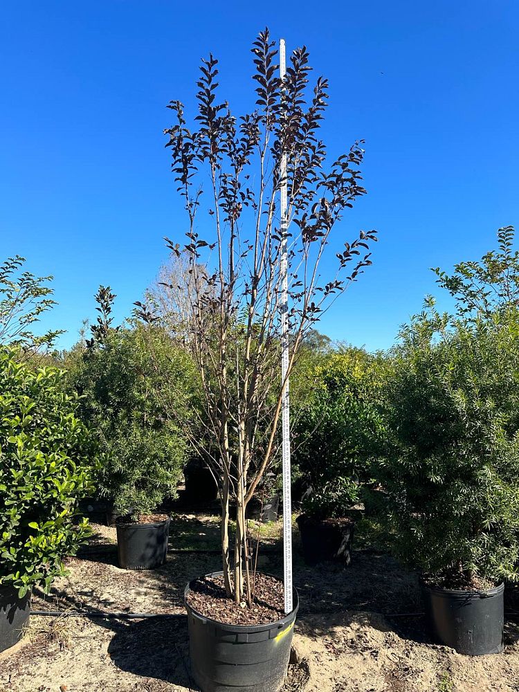 lagerstroemia-jm4-crapemyrtle-thunderstruck-white-lightning