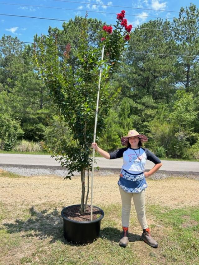 lagerstroemia-miss-frances-crape-myrtle-miss-frances-crapemyrtle