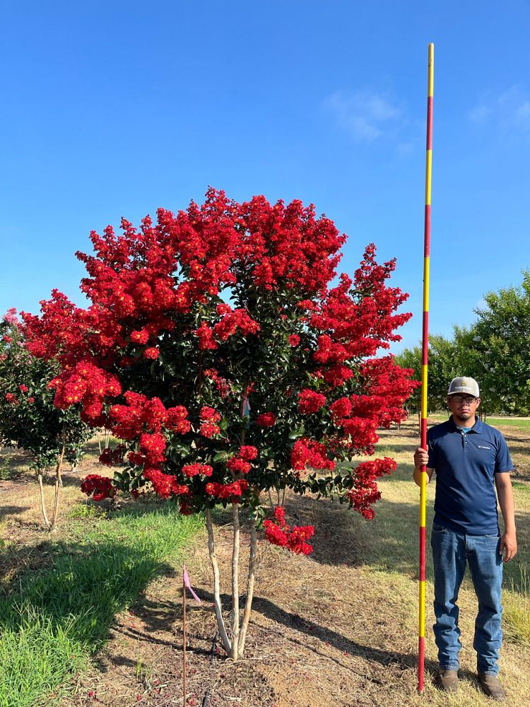 lagerstroemia-miss-frances-crape-myrtle-miss-frances-crapemyrtle