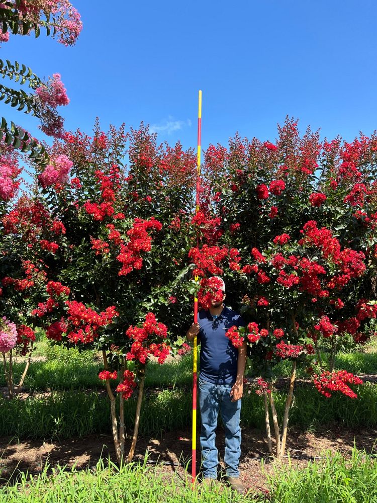 lagerstroemia-miss-frances-crape-myrtle-miss-frances-crapemyrtle