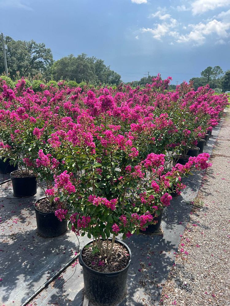 lagerstroemia-miss-sandra-crape-myrtle