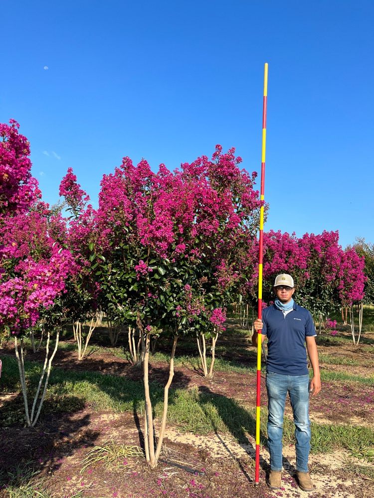 lagerstroemia-miss-sandra-crape-myrtle