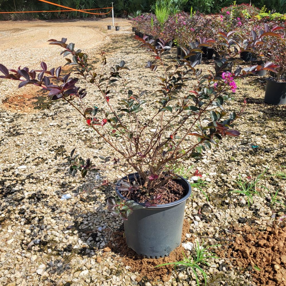 lagerstroemia-piilag-b4-crape-myrtle-enduring-summer-lavender