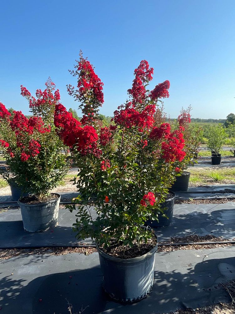 lagerstroemia-piilag-iii-crape-myrtle-red-rooster