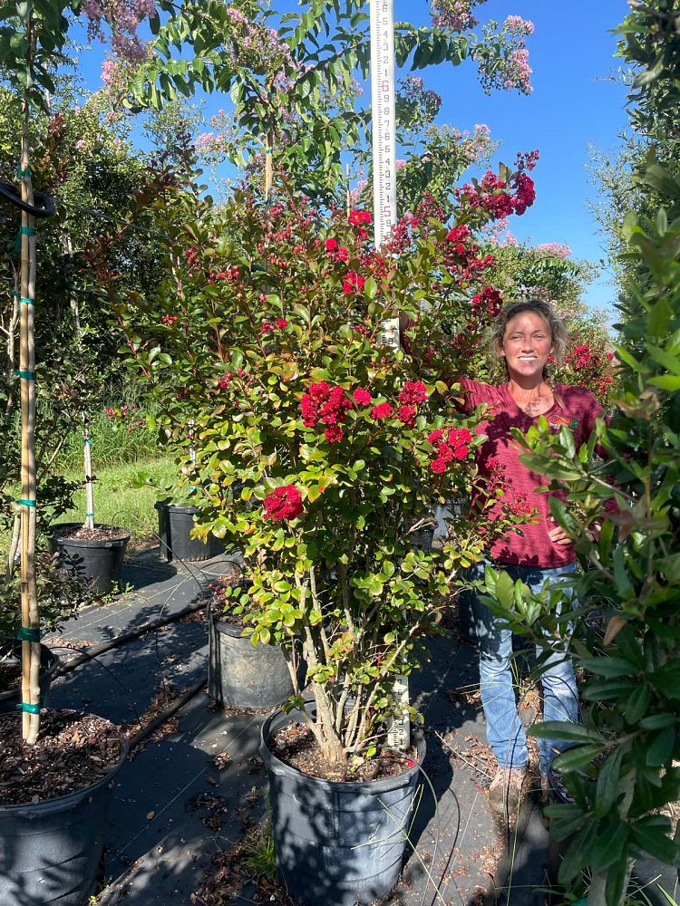 lagerstroemia-piilag-vii-ruffled-red-magic-trade-crapemyrtle