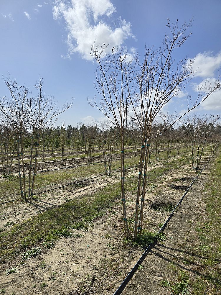 lagerstroemia-sarah-s-favorite-crape-myrtle