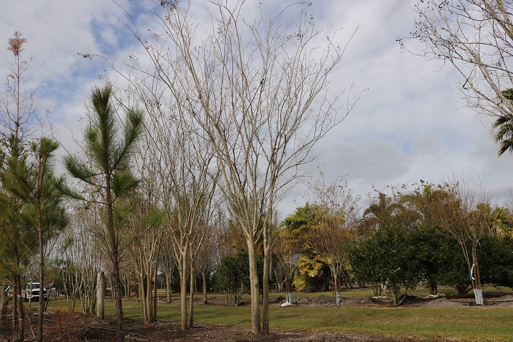 lagerstroemia-sarah-s-favorite-crape-myrtle