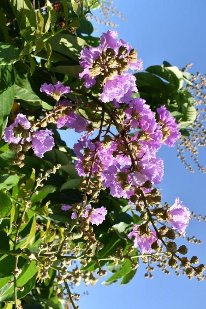 lagerstroemia-speciosa-queen-crape-myrtle-pride-of-india