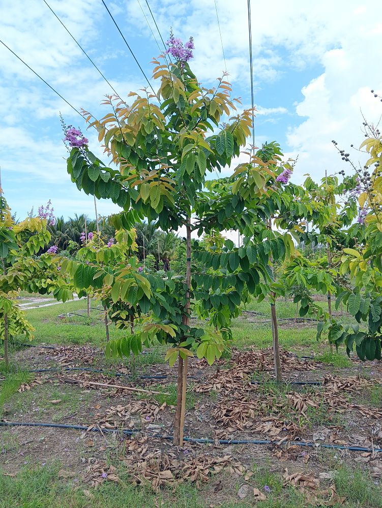 lagerstroemia-speciosa-queen-crape-myrtle-pride-of-india