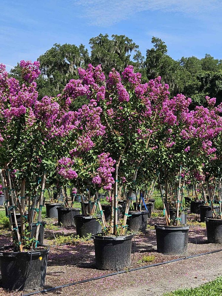 lagerstroemia-twilight-crape-myrtle