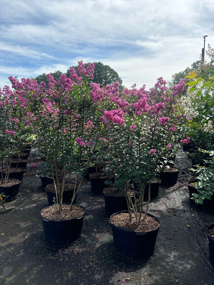 lagerstroemia-twilight-crape-myrtle