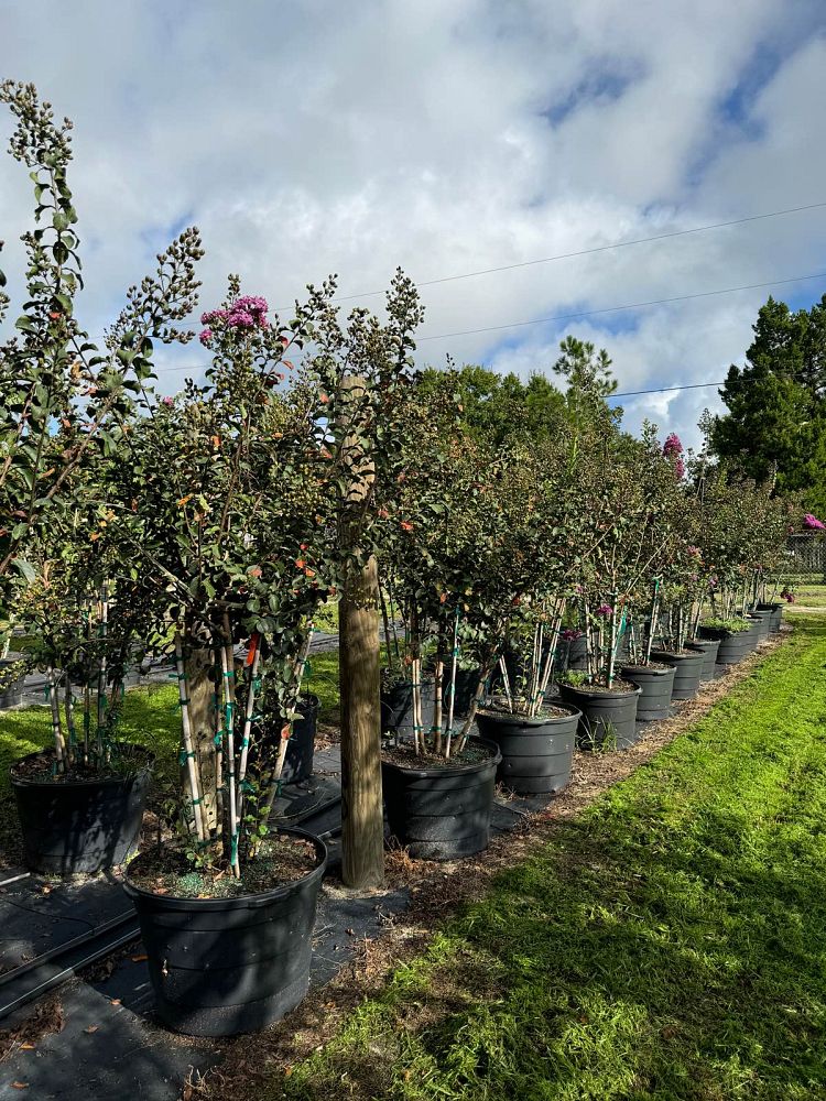 lagerstroemia-twilight-crape-myrtle