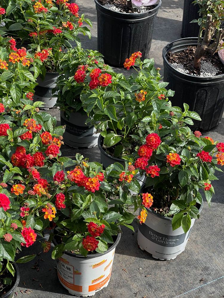 lantana-camara-bandana-orange-sunrise