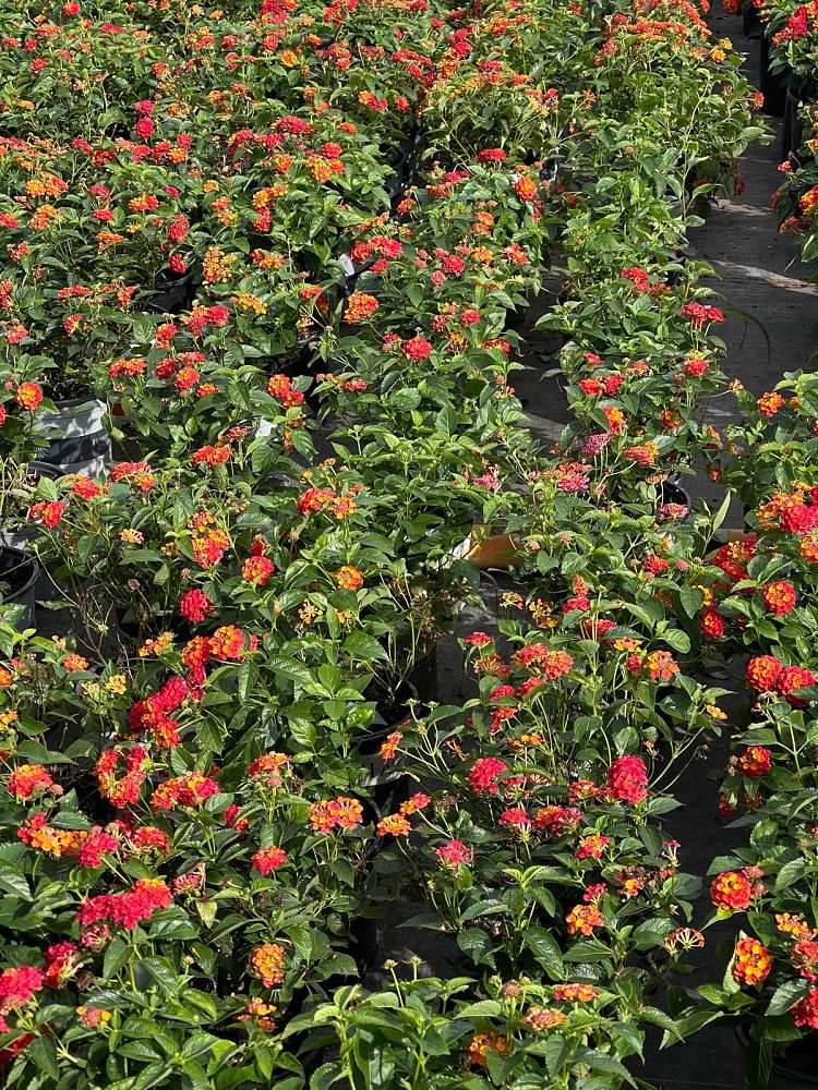 lantana-camara-bandana-orange-sunrise