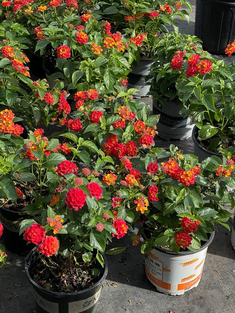 lantana-camara-bandana-orange-sunrise