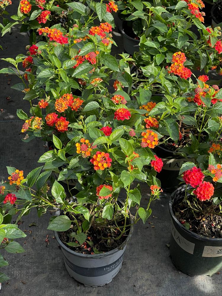 lantana-camara-bandana-orange-sunrise