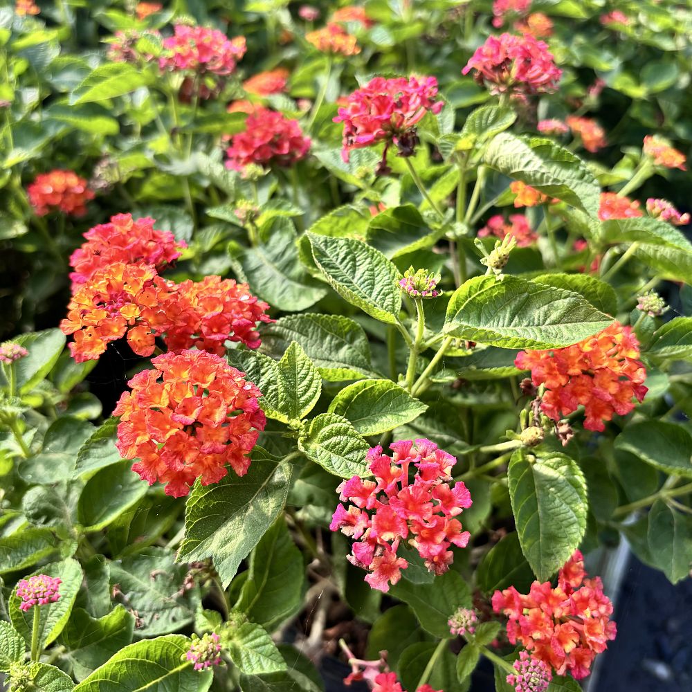 lantana-camara-bandana-red