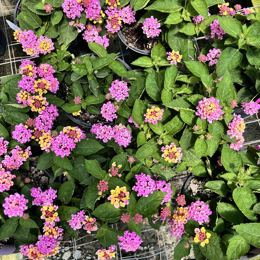 lantana-camara-landscape-bandana-pink