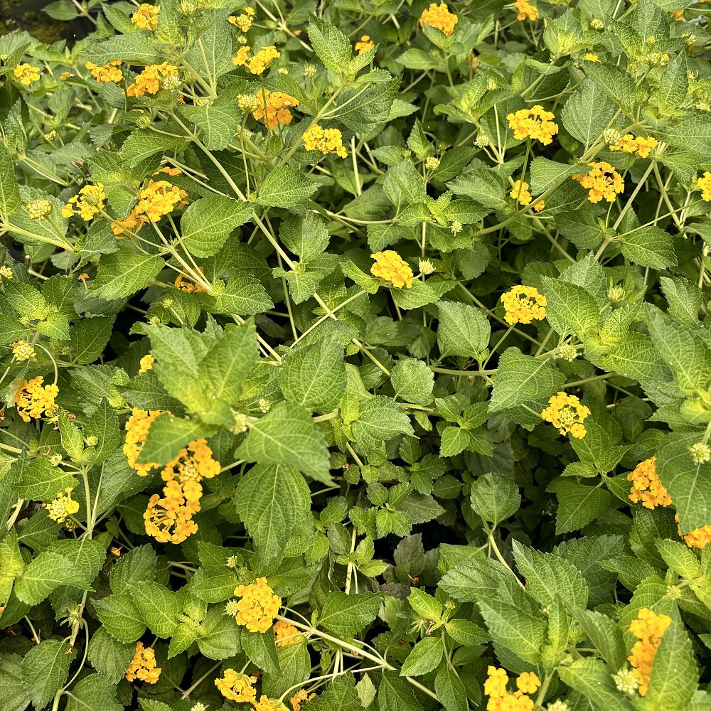 lantana-camara-new-gold