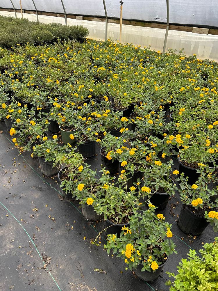 lantana-camara-new-gold