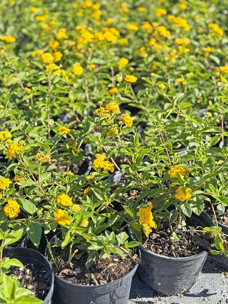 lantana-camara-new-gold