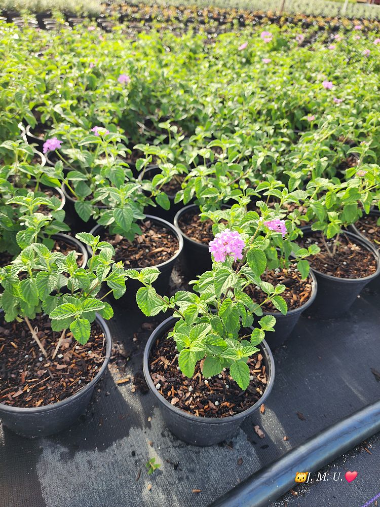 lantana-camara-purple