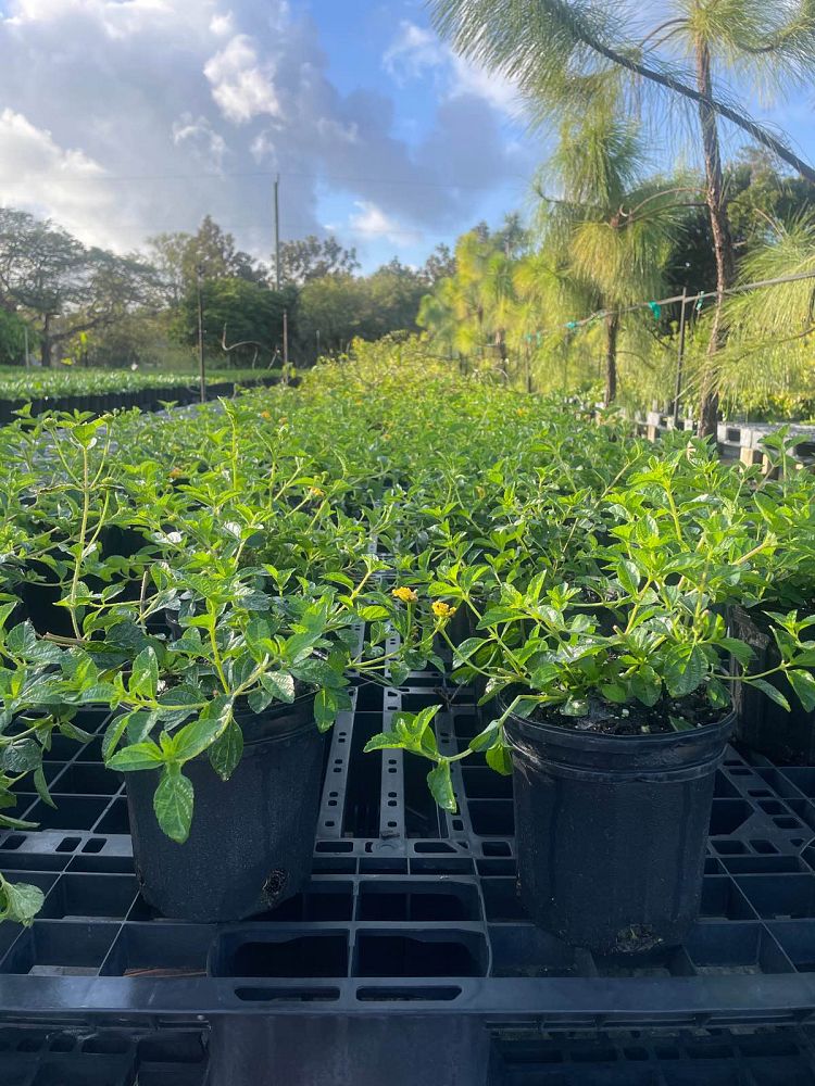 lantana-depressa-florida-lantana