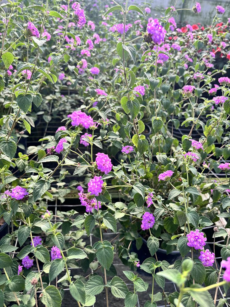 lantana-montevidensis-lantana-lavender-weeping-purple-trailing-lantana