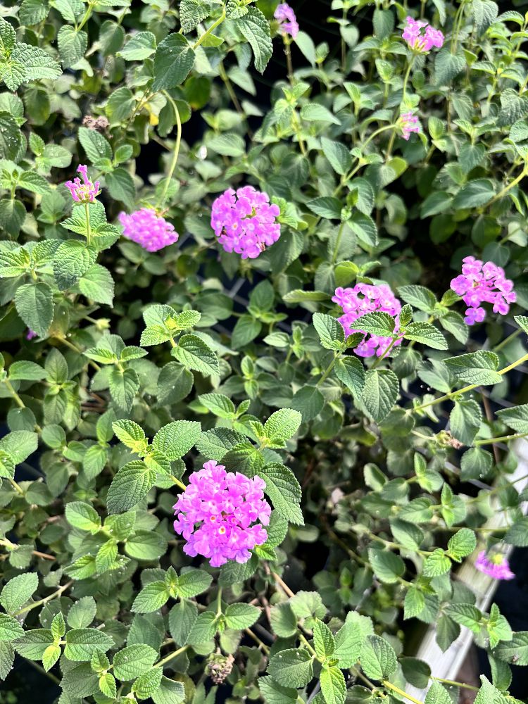 lantana-montevidensis-lantana-lavender-weeping-purple-trailing-lantana