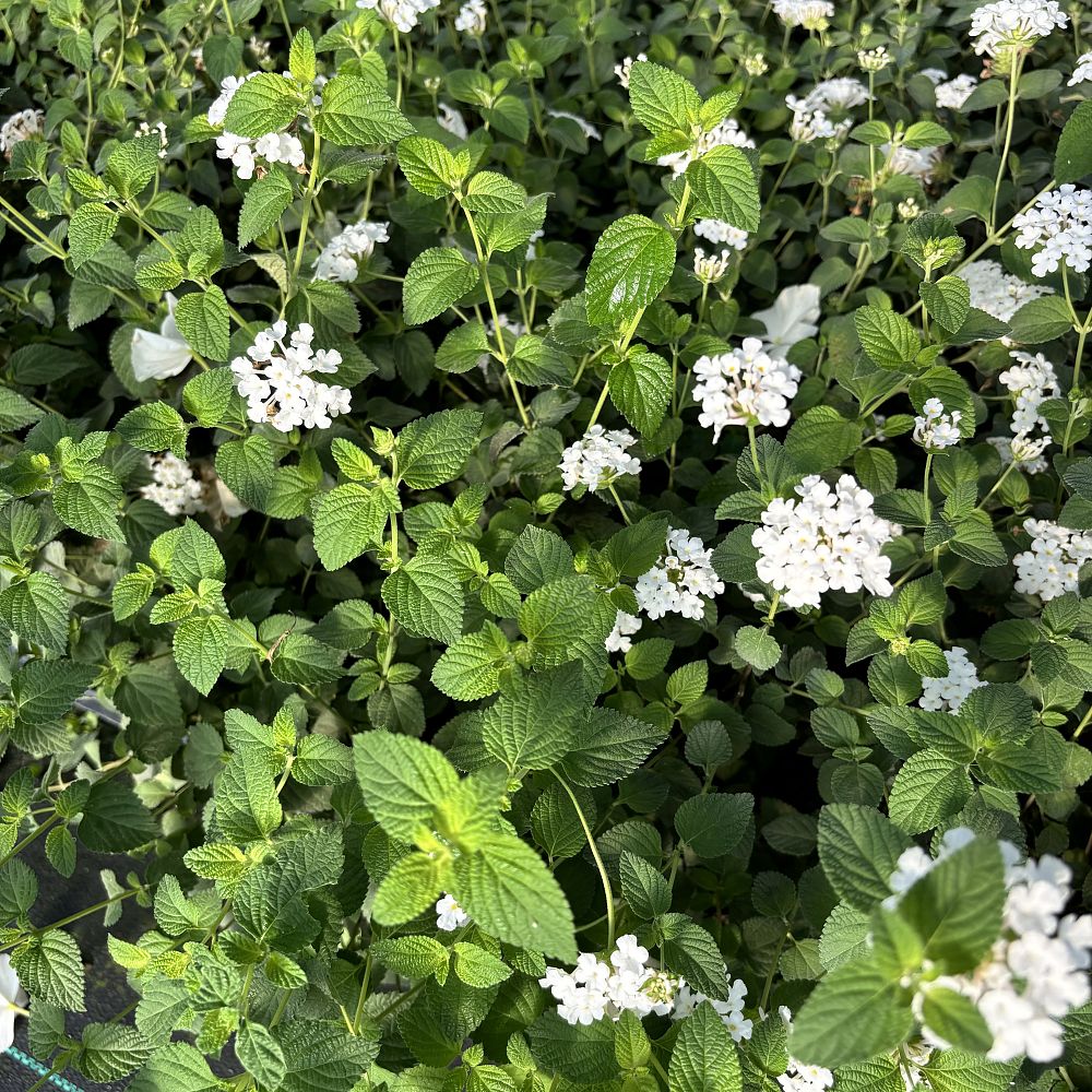 lantana-sellowiana-white-trailing-white-lightning