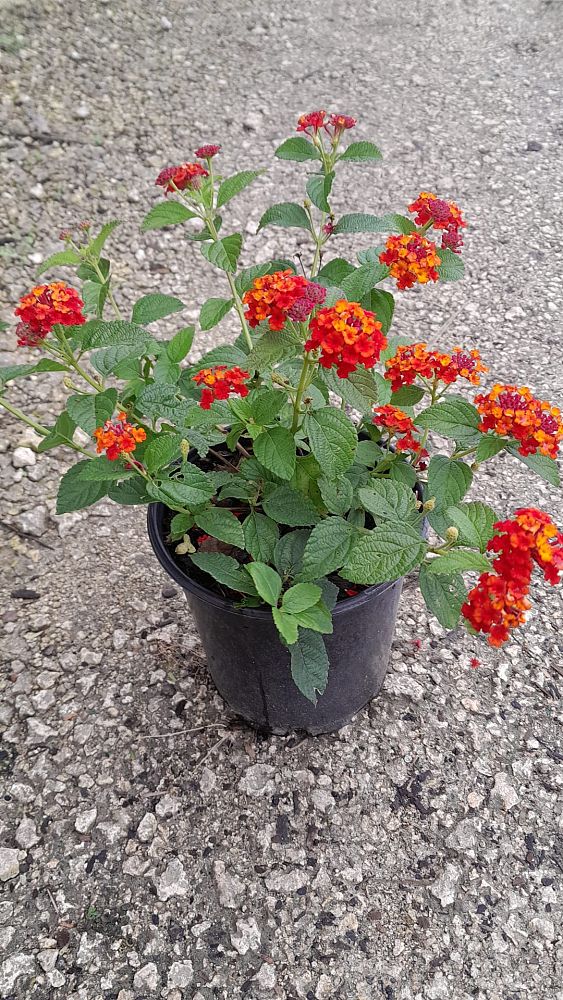 lantana-spp