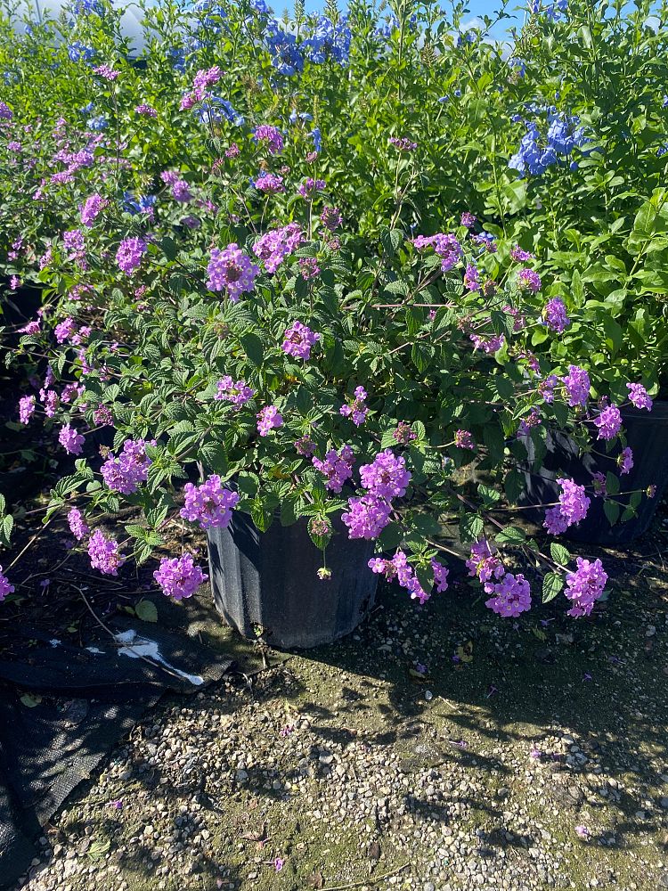 lantana-spp